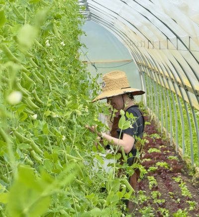 farmer with straw har inspects lettuce or tall plant in a hoop style green house