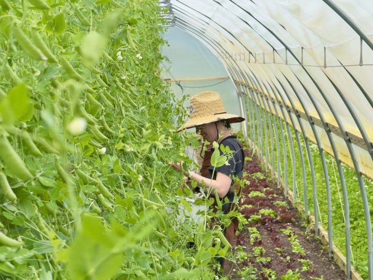 farmer with straw har inspects lettuce or tall plant in a hoop style green house