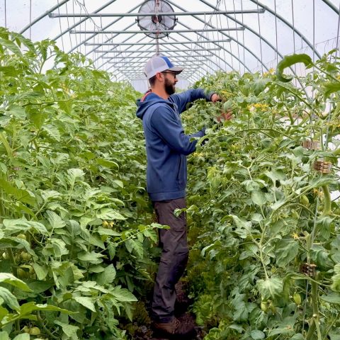 man in blue hoodie and baseball hat inspects tomato plants in a hoop style green house