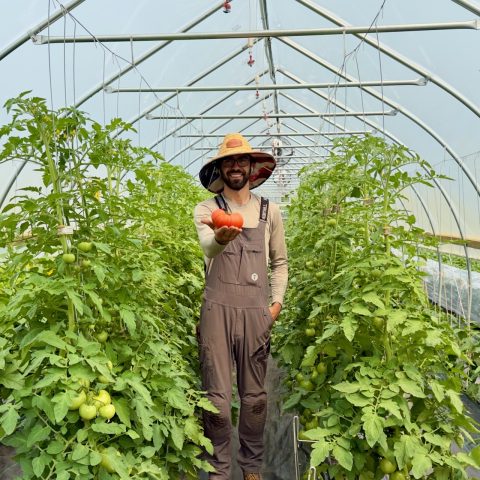 farmer with straw har holds out a tomato towards the camera in a hoop style green house