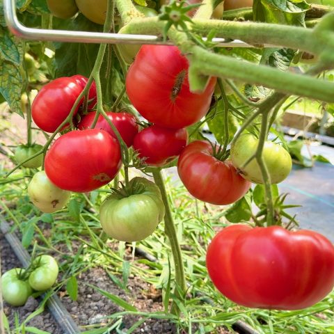 cluster of red tomatoes on the vine