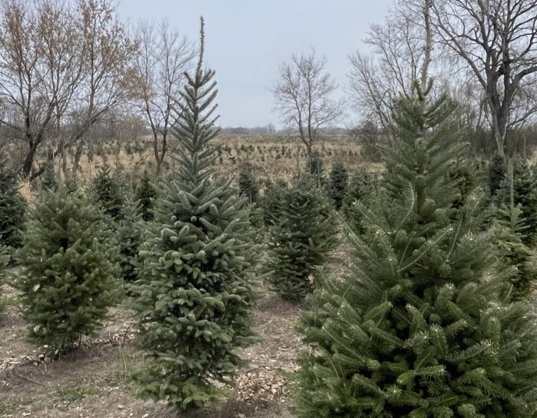rows of fir trees on a christmas tree farm