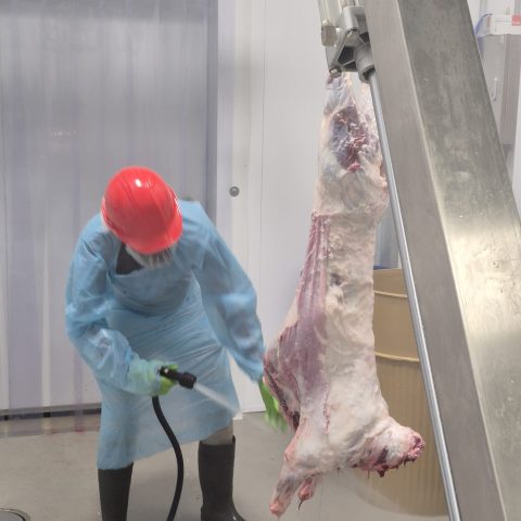 An inspector in a red helmet inspecting a lamb carcass in a processing facility.