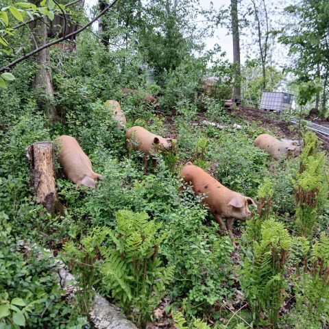 pigs surrounded by greenery