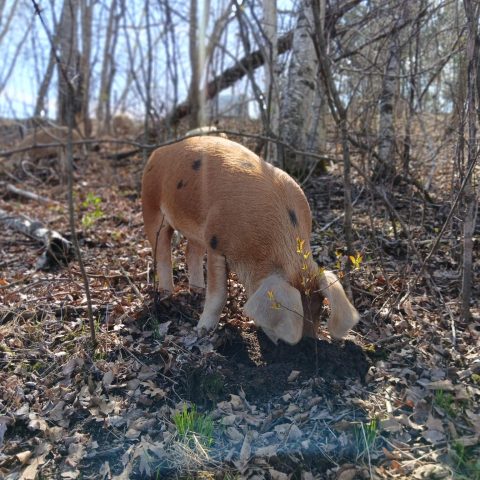 pig with head down snorts around