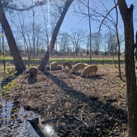 pigs snorting around near a creek and trees