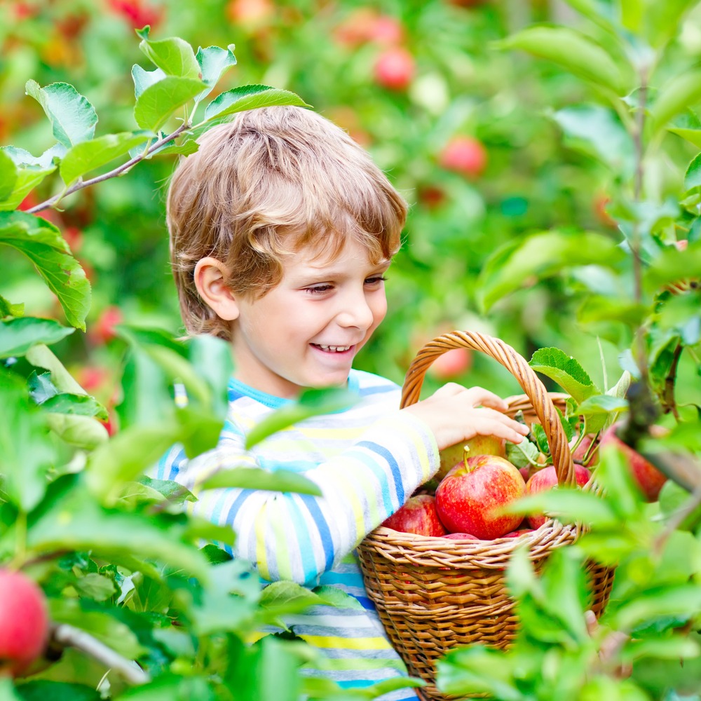 little boy in an orchard with a basket of apples