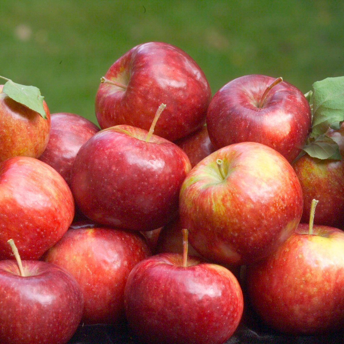 'Frostbite' apple developed by the University of Minnesota and released by the U of MN Agricultural Experiment Station in 2008