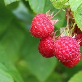 cluster of ripe raspberries on the bush