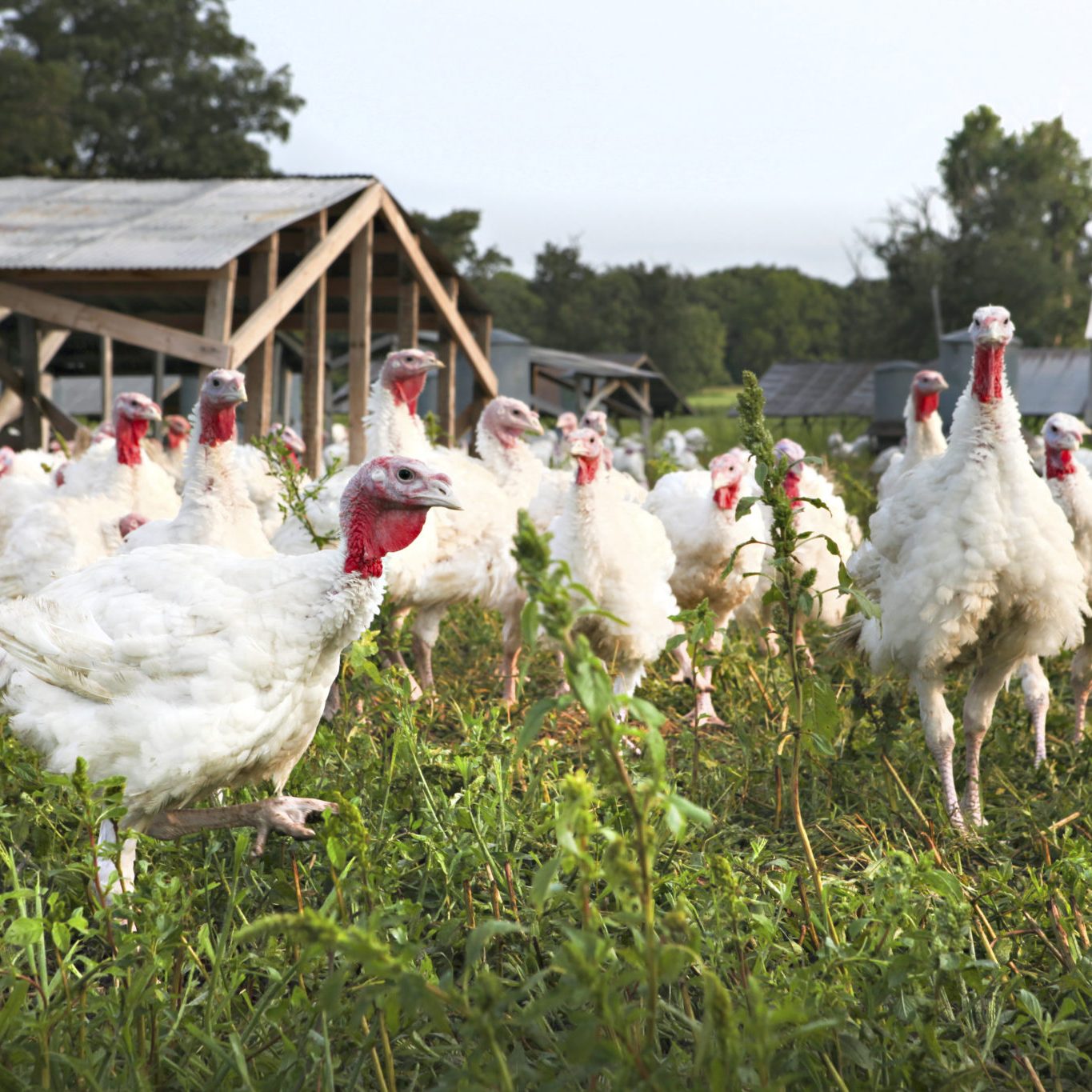 turkeys on pasture with a barn in the background