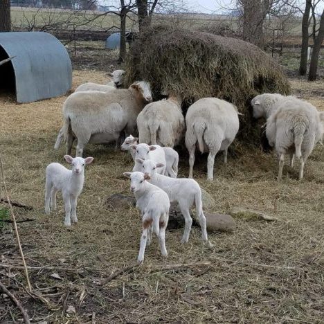 Lambs playing while ewes are eating hay in the background.