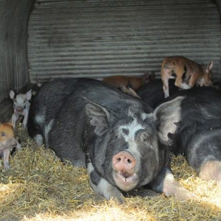Two sows with piglets in a shelter. They are lying on straw.