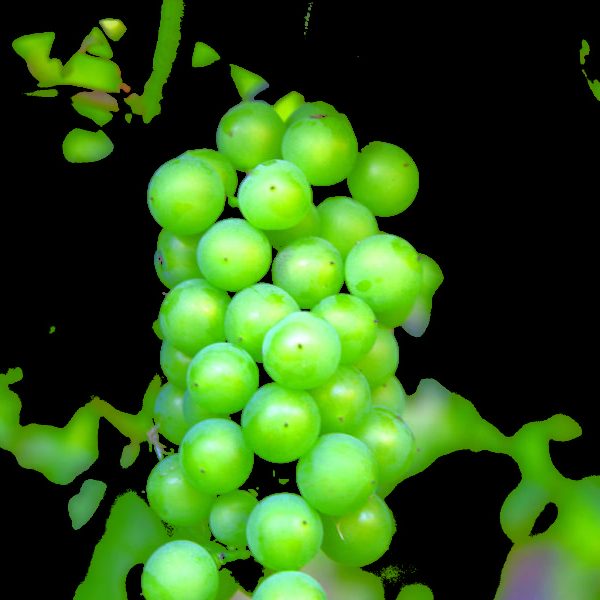 2018 10 02 Round Lake Vineyards and Winery Submitted Grapes