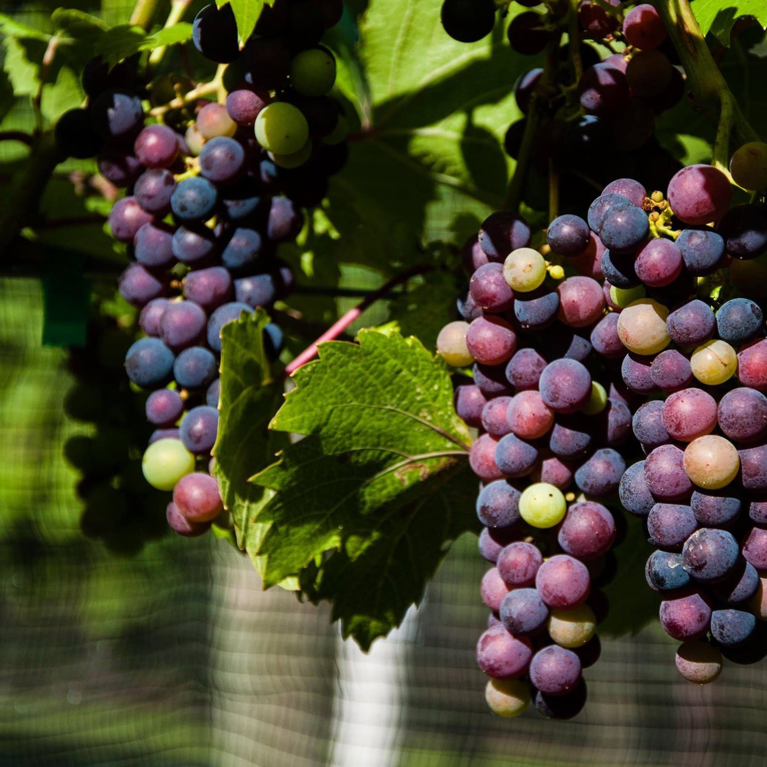 frontenac grapes