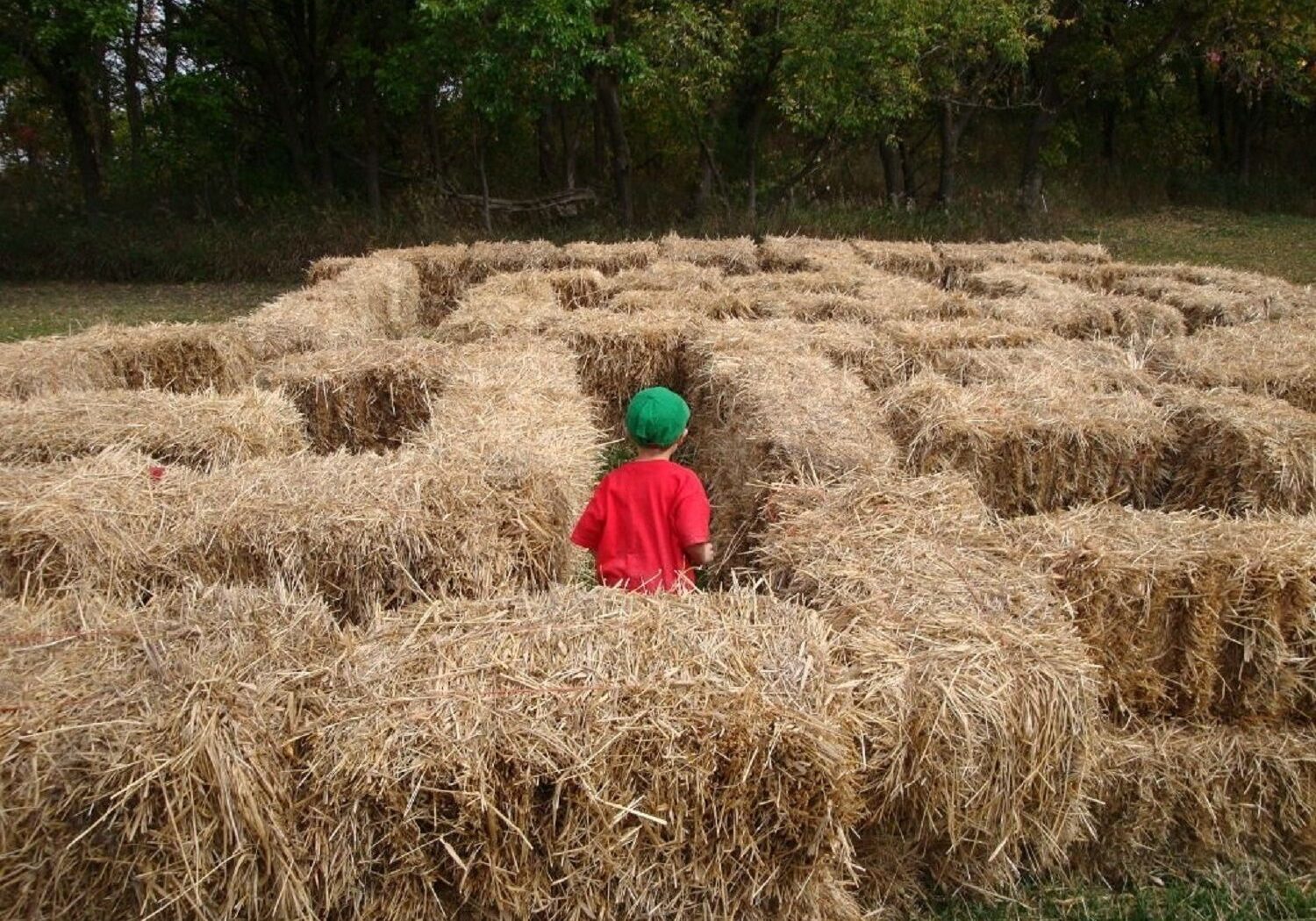 kid in a corn maze