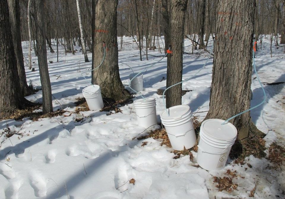 Tapped maple trees