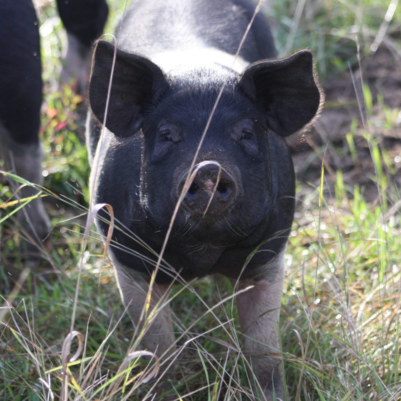 Pig looking at the camera