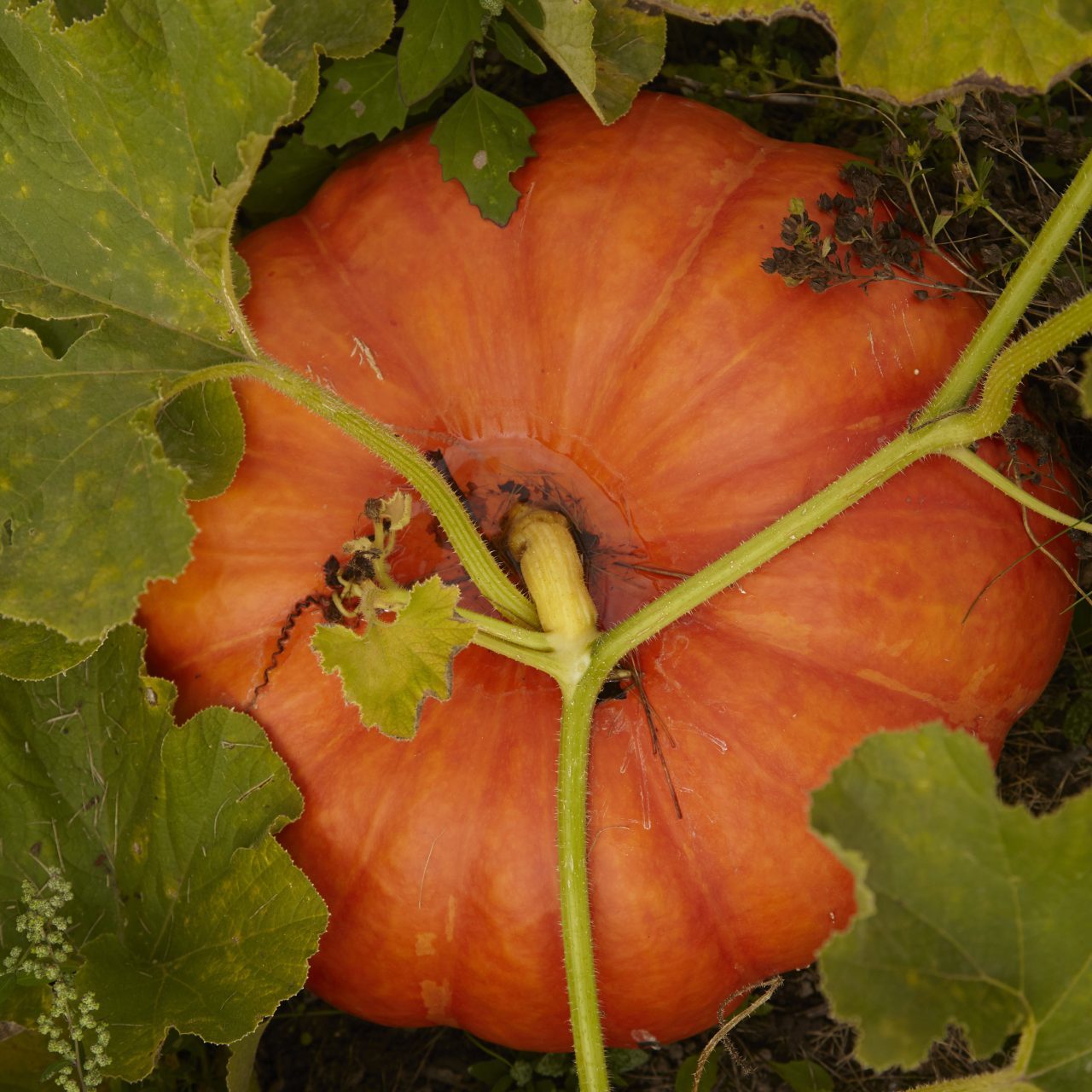 A close-up picture of a pumpkin growing on the vine.