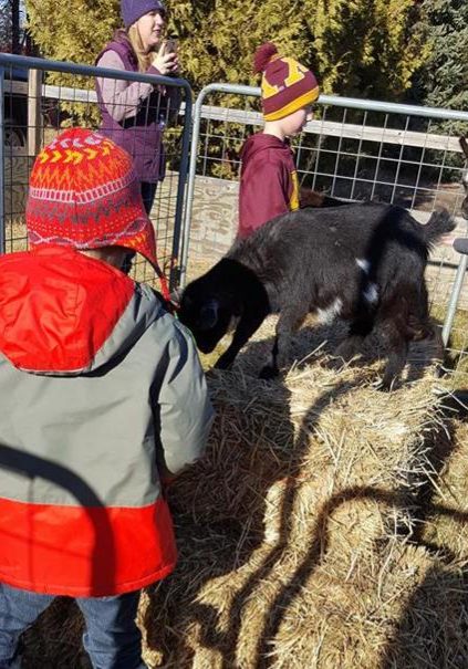 2024.11.13 Submitted Cupkie Christmas Village Petting Zoo