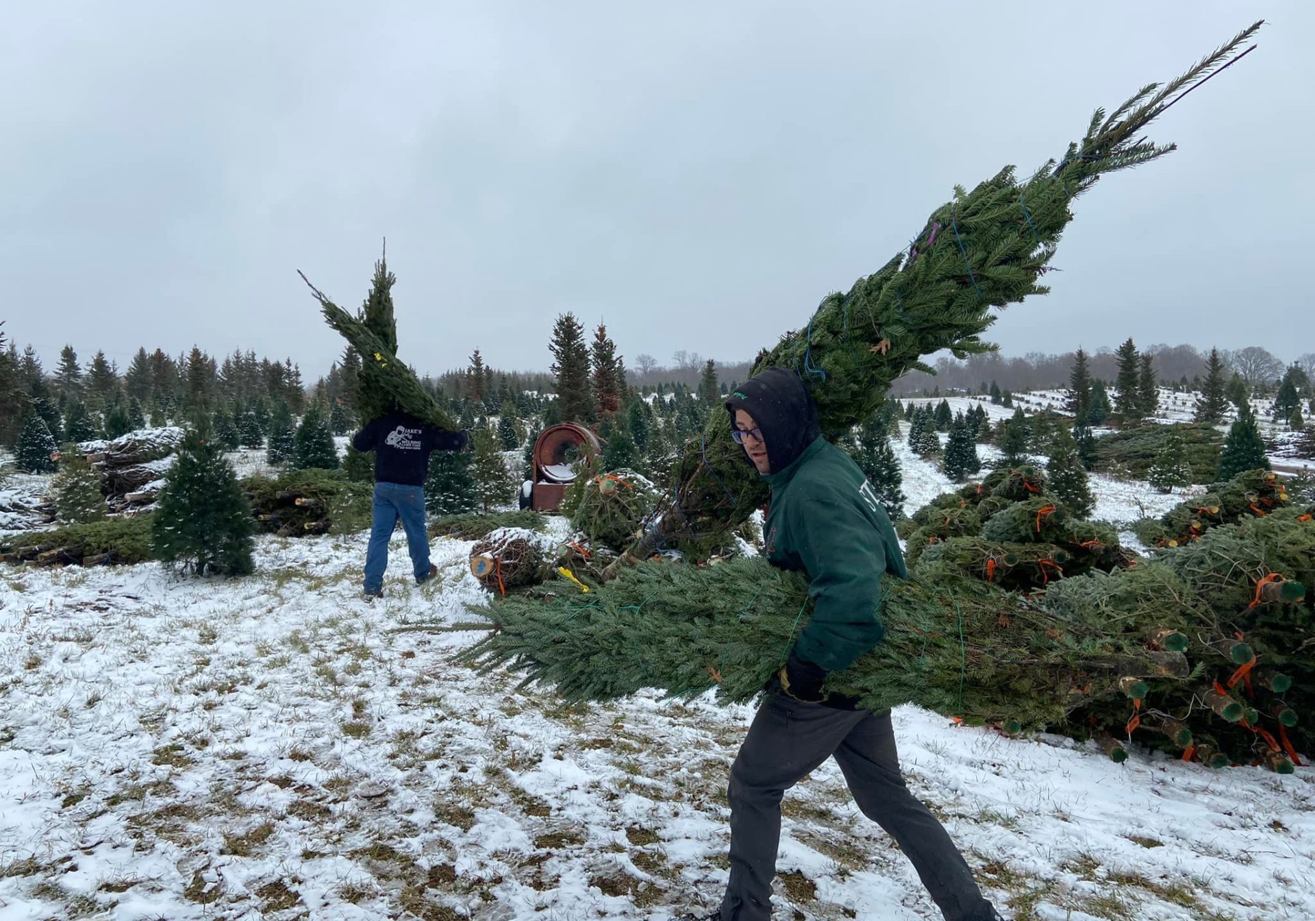 2024.11.13 Submitted Cupkie Christmas Village Wholesale Trees