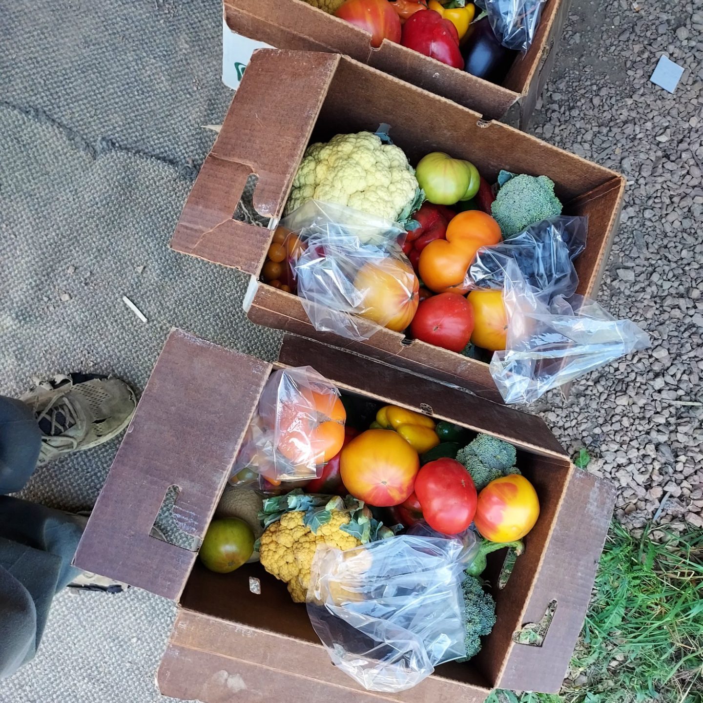 2024.11.14 Submitted Gysland Brother's Farm CSA Share