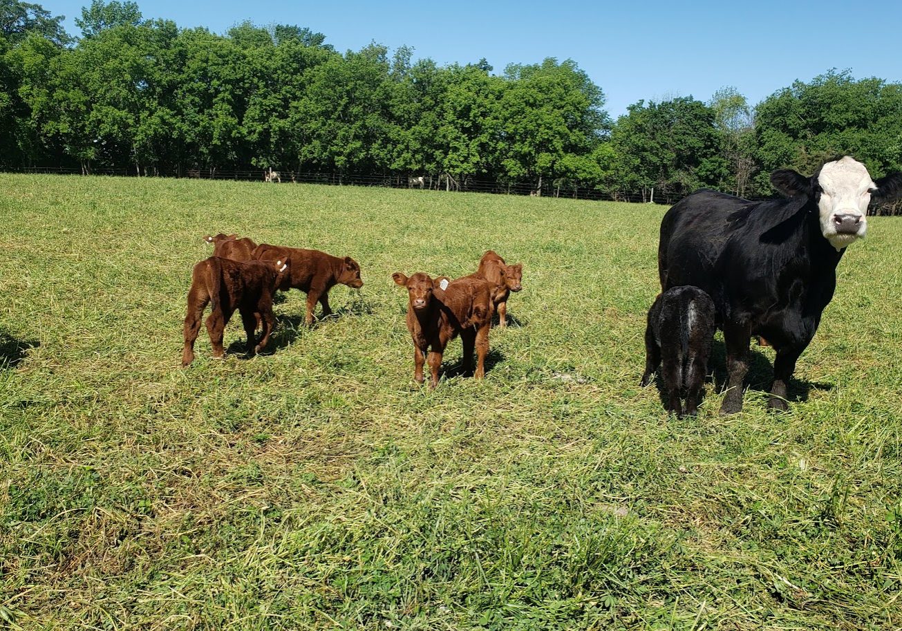 Brown and black cows and calves in a green field