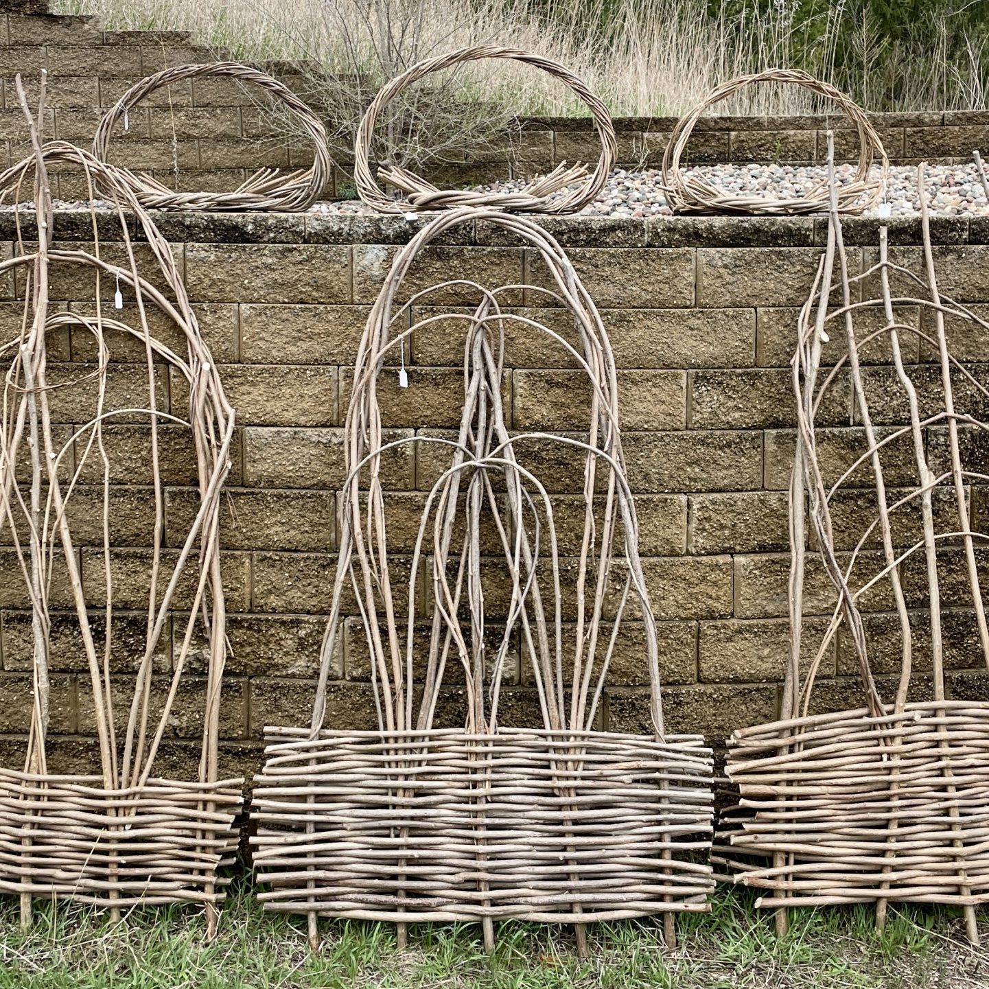 threew hazel branch terllises against a wooden fence