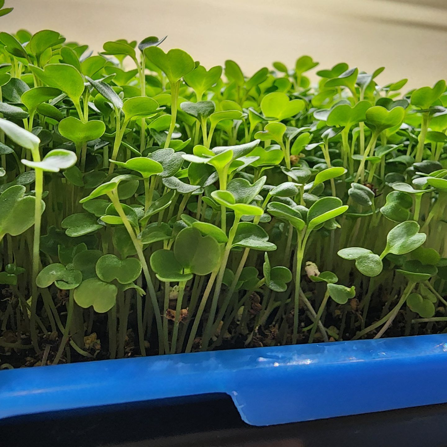 microgreens in a blue plastic tub