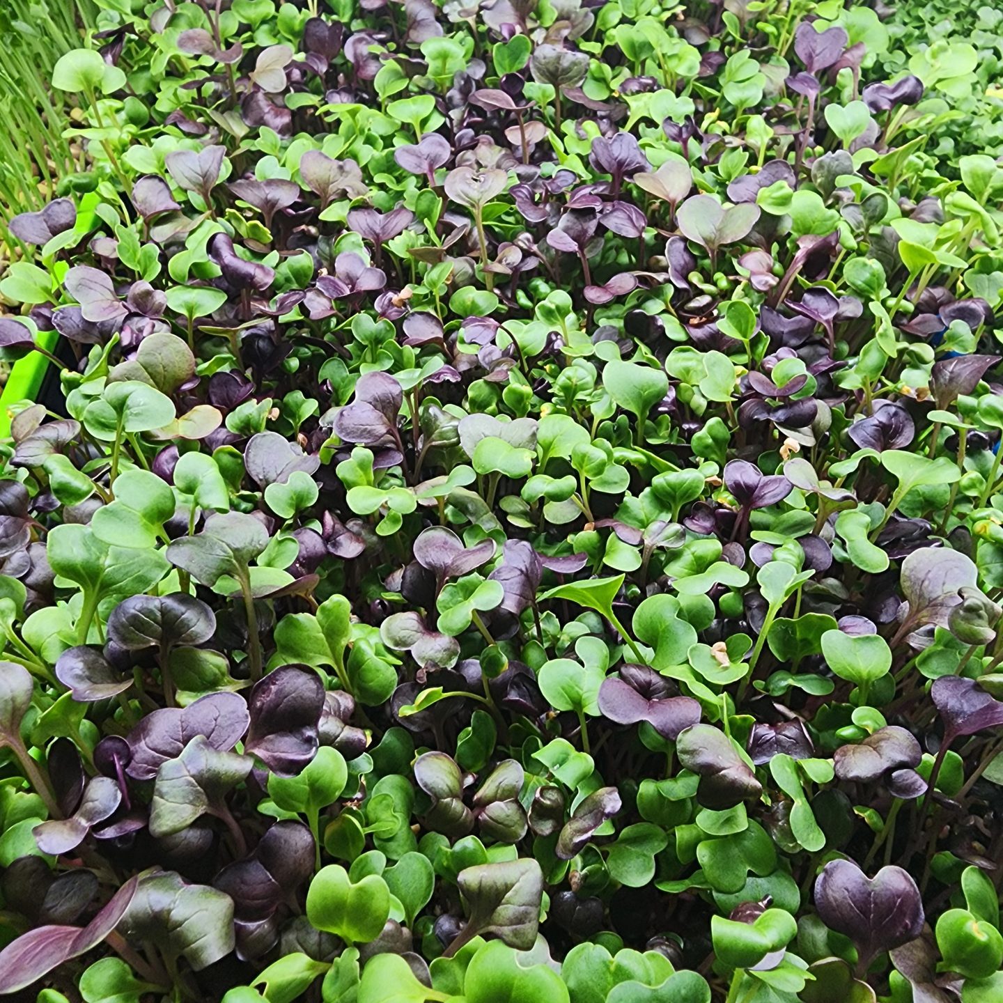 purple and green microgreens