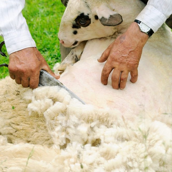 hands shearing a sheep with shears