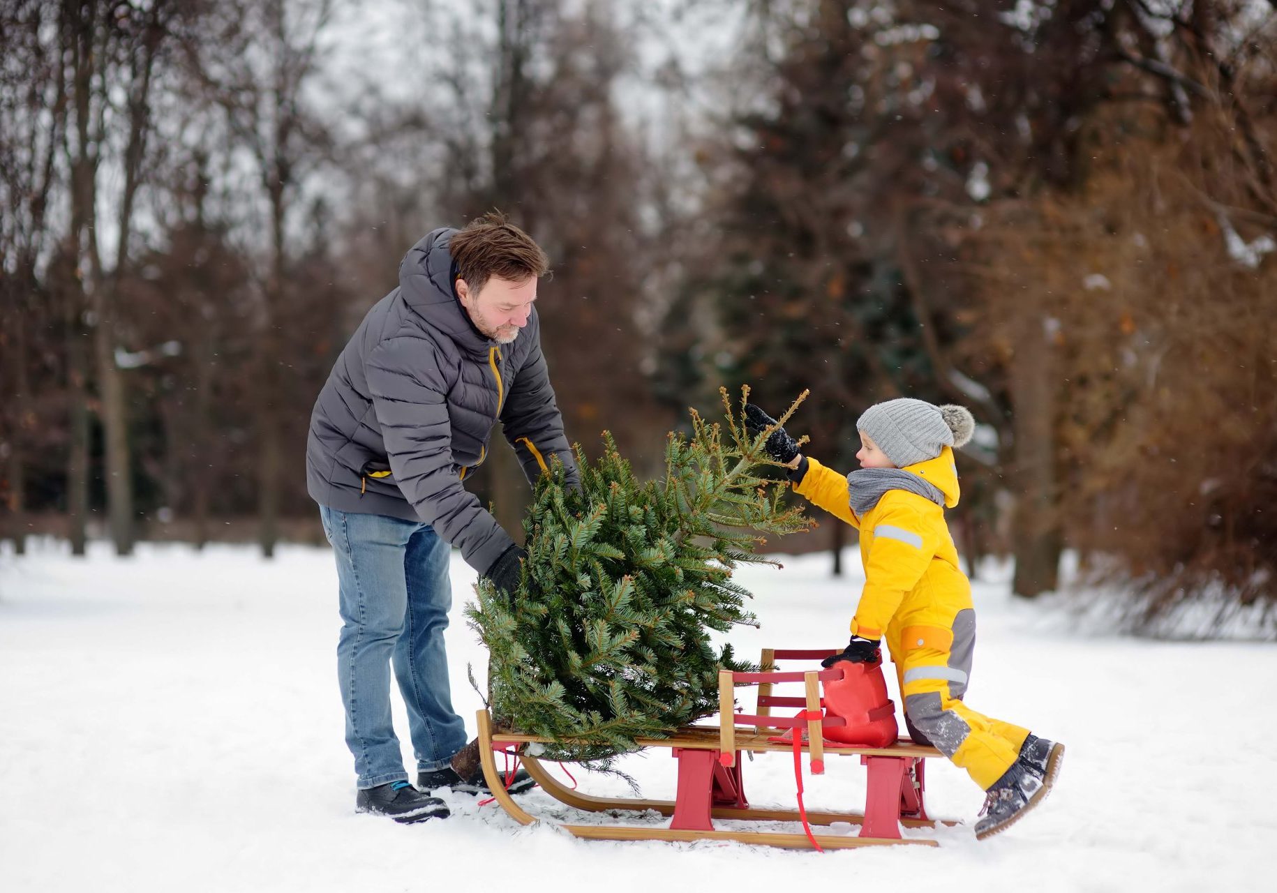 A snowy scene in which a man helps his child put a small fir tree on a red sled.