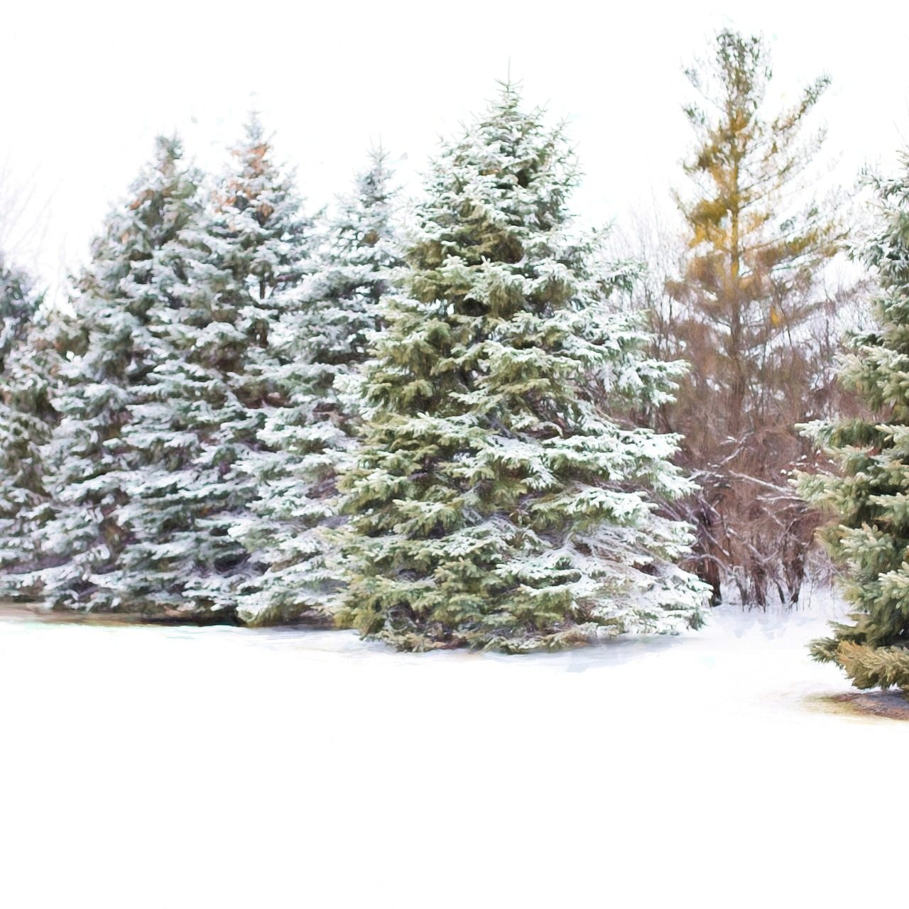 Stock Photos Christmas Tree and Evergreens (10)