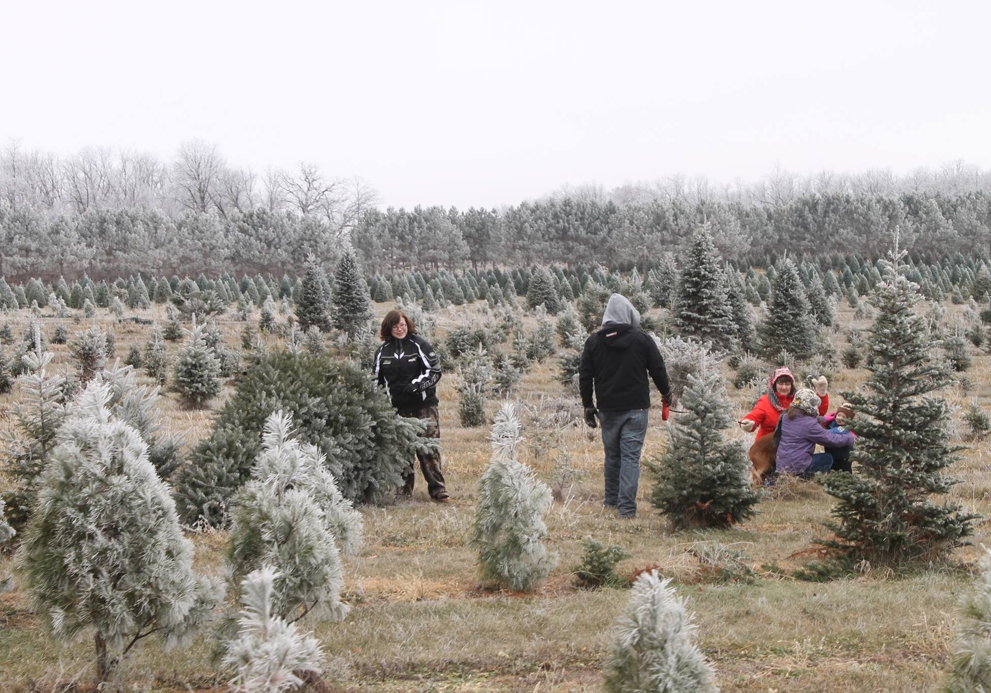 Submitted Cupkie Christmas Village Choosing in the field