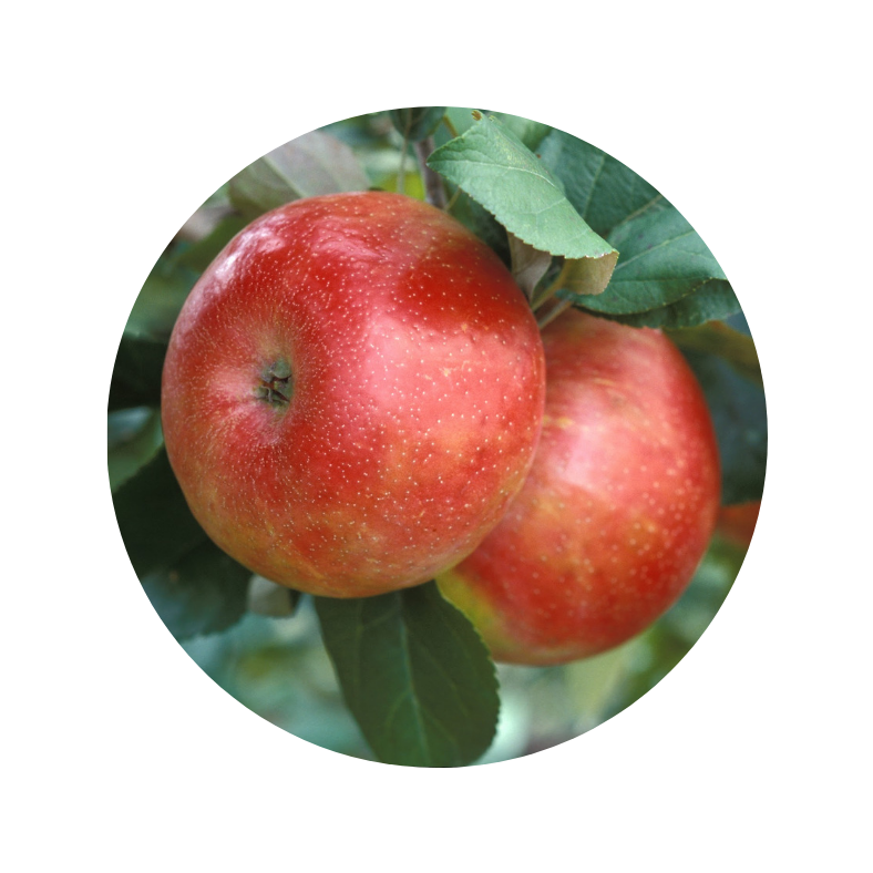 Honeycrisp