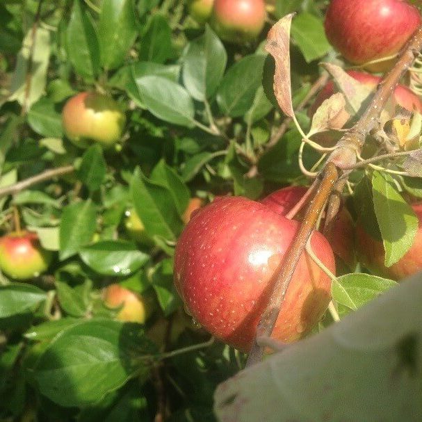 apples apples