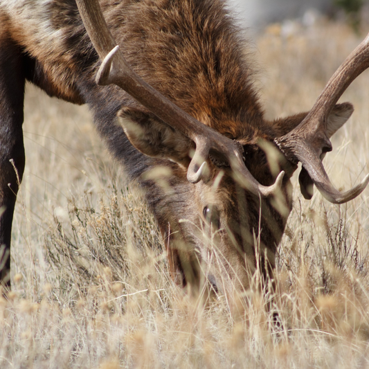 elk grazing elk grazing