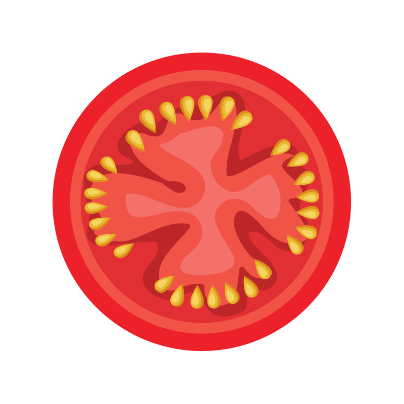 drawing of the inside of a tomato