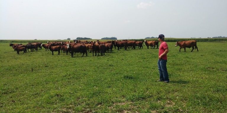 cazzi stands in the field beside his herd of cattle